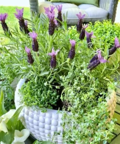 Spanish Lavender Live Plant – Deep Purple Flowering Herb – 3 Inch Pot – Full Sun - Image 1
