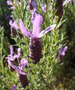 Spanish Lavender Live Plant – Deep Purple Flowering Herb – 3 Inch Pot – Full Sun - Image 7
