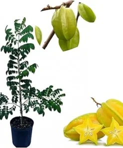 Star Fruit Tree Grafted Live Plant – 3-4 Ft Tall Carambola in 3 Gallon Pot - Image 2