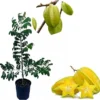 Star Fruit Tree Grafted Live Plant – 3-4 Ft Tall Carambola in 3 Gallon Pot - Image 1