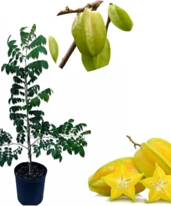 Star Fruit Tree Grafted Live Plant – 3-4 Ft Tall Carambola in 3 Gallon Pot - Image 6