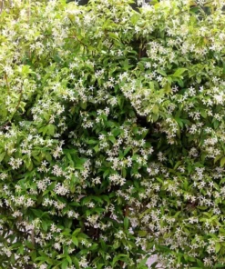 Star Jasmine Vine Live Plant - Fragrant White Flowers, 5-8 Inch Tall, Outdoor - Image 5