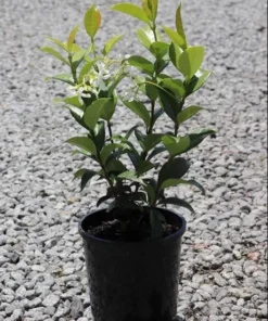 Star Jasmine Vine Live Plant - Fragrant White Flowers, 5-8 Inch Tall, Outdoor - Image 7