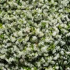 Star Jasmine Vine Live Plant - Fragrant White Flowers, 5-8 Inch Tall, Outdoor - Image 1