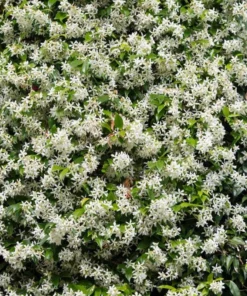 Star Jasmine Vine Live Plant - Fragrant White Flowers, 5-8 Inch Tall, Outdoor - Image 1