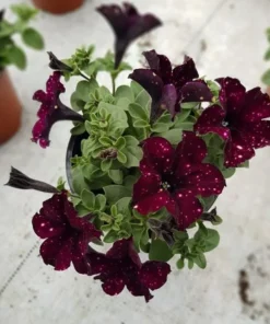 Starry Sky Burgundy Petunia Live Plants – 2 Pack, 3-6" Tall, Trailing Flowers - Image 2