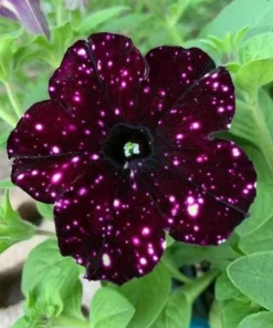 Starry Sky Burgundy Petunia Live Plants – 2 Pack, 3-6