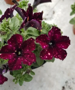 Starry Sky Burgundy Petunia Live Plants – 2 Pack, 3-6