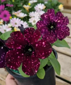 Starry Sky Burgundy Petunia Live Plants – 2 Pack, 3-6