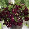 Starry Sky Burgundy Petunia Live Plants – 2 Pack, 3-6" Tall, Trailing Flowers - Image 1