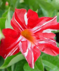 Stars & Stripes Mandevilla Vine Live Plant - White & Red Dipladenia Flowers, 5-9" Tall - Image 2