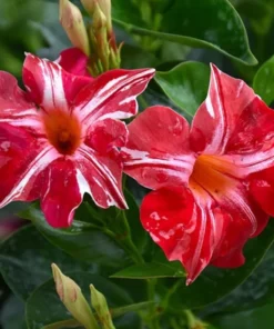Stars & Stripes Mandevilla Vine Live Plant - White & Red Dipladenia Flowers, 5-9