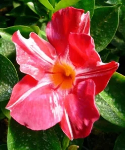 Stars & Stripes Mandevilla Vine Live Plant - White & Red Dipladenia Flowers, 5-9