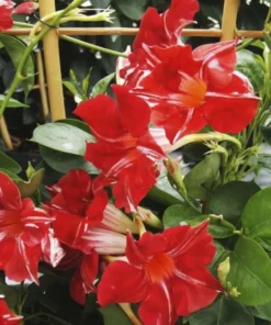 Stars & Stripes Mandevilla Vine Live Plant - White & Red Dipladenia Flowers, 5-9