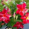 Stars & Stripes Mandevilla Vine Live Plant - White & Red Dipladenia Flowers, 5-9" Tall - Image 1