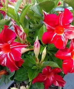 Stars & Stripes Mandevilla Vine Live Plant - White & Red Dipladenia Flowers, 5-9" Tall - Image 1