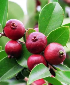 Strawberry Guava Tree Live Plant – Psidium Cattleyanum 5-9 Inch Tall Starter - Image 10