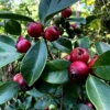 Strawberry Guava Tree Live Plant – Psidium Cattleyanum 5-9 Inch Tall Starter - Image 1