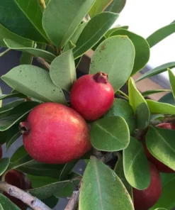 Strawberry Guava Tree Live Plant – Psidium Cattleyanum 5-9 Inch Tall Starter - Image 2