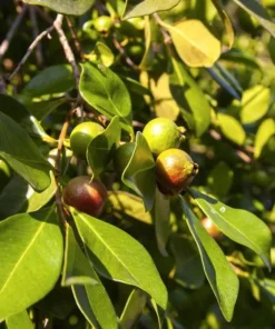 Strawberry Guava Tree Live Plant – Psidium Cattleyanum 5-9 Inch Tall Starter - Image 3