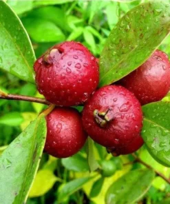 Strawberry Guava Tree Live Plant – Psidium Cattleyanum 5-9 Inch Tall Starter - Image 4