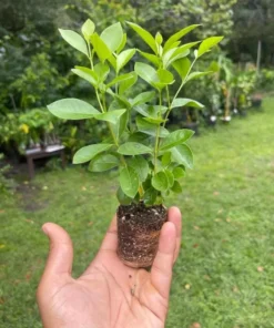 Strawberry Guava Tree Live Plant – Psidium Cattleyanum 5-9 Inch Tall Starter - Image 6