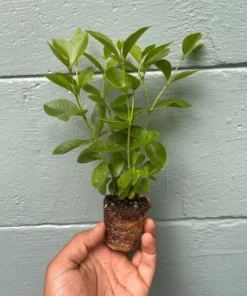 Strawberry Guava Tree Live Plant – Psidium Cattleyanum 5-9 Inch Tall Starter - Image 7