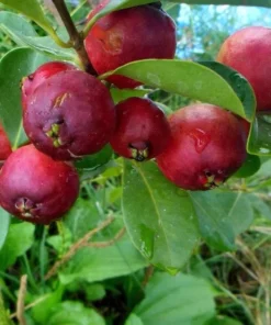 Strawberry Guava Tree Live Plant – Psidium Cattleyanum 5-9 Inch Tall Starter - Image 9