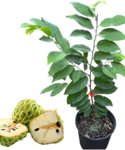 Sugar Apple Custard Apple Live Plant – Yellow Fruit Tree, 2-3 Feet Tall, 3 Gallon Pot - Image 5