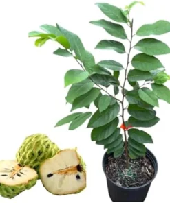 Sugar Apple Custard Apple Live Plant – Yellow Fruit Tree, 2-3 Feet Tall, 3 Gallon Pot - Image 6