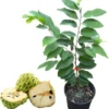 Sugar Apple Custard Apple Live Plant – Yellow Fruit Tree, 2-3 Feet Tall, 3 Gallon Pot - Image 1