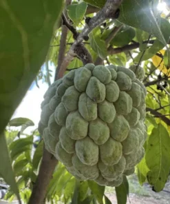 Sugar Apple Live Plant - Annona Squamosa Sweetsop Fruit Tree 3-4 Ft Tall in 5 Gal Pot - Image 2