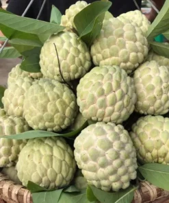 Sugar Apple Live Plant - Annona Squamosa Sweetsop Fruit Tree 3-4 Ft Tall in 5 Gal Pot - Image 3