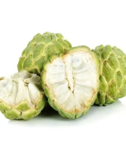 Sugar Apple Live Plant - Annona Squamosa Sweetsop Fruit Tree 3-4 Ft Tall in 5 Gal Pot - Image 4