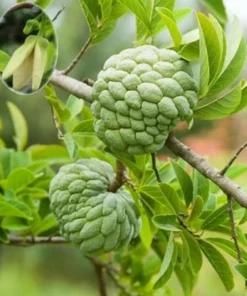 Sugar Apple Live Plant - Annona Squamosa Sweetsop Fruit Tree 3-4 Ft Tall in 5 Gal Pot - Image 5