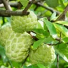 Sugar Apple Live Plant - Annona Squamosa Sweetsop Fruit Tree 3-4 Ft Tall in 5 Gal Pot - Image 1