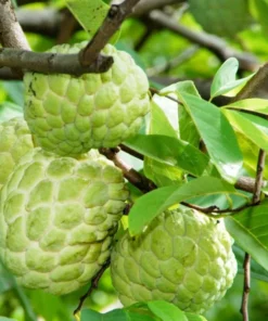 Sugar Apple Live Plant - Annona Squamosa Sweetsop Fruit Tree 3-4 Ft Tall in 5 Gal Pot - Image 1