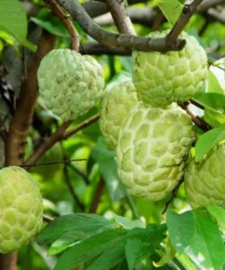Sugar Apple Live Plant - Annona Squamosa Sweetsop Fruit Tree 3-4 Ft Tall in 5 Gal Pot - Image 6