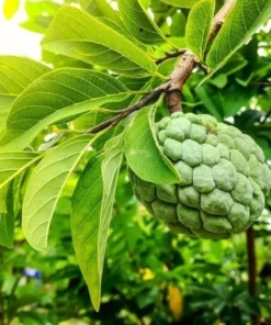 Sugar Apple Live Plant - Annona Squamosa Sweetsop Fruit Tree 3-4 Ft Tall in 5 Gal Pot - Image 7