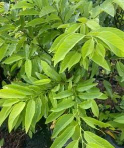 Sugar Apple Live Plant - Annona Squamosa Sweetsop Fruit Tree 3-4 Ft Tall in 5 Gal Pot - Image 8