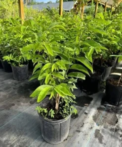 Sugar Apple Live Plant - Annona Squamosa Sweetsop Fruit Tree 3-4 Ft Tall in 5 Gal Pot - Image 9