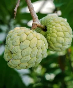 Sugar Apple Live Plant - Tropical Sweetsop Fruit Tree Starter, 4-6 Inch Tall, 3 Inch Pot - Image 4