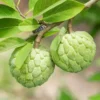 Sugar Apple Live Plant - Tropical Sweetsop Fruit Tree Starter, 4-6 Inch Tall, 3 Inch Pot - Image 1
