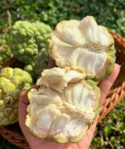 Sugar Apple Live Plant - Tropical Sweetsop Fruit Tree Starter, 4-6 Inch Tall, 3 Inch Pot - Image 6