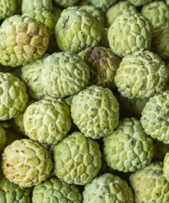 Sugar Apple Live Plant - Tropical Sweetsop Fruit Tree Starter, 4-6 Inch Tall, 3 Inch Pot - Image 7