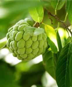 Sugar Apple Live Plant - Tropical Sweetsop Fruit Tree Starter, 4-6 Inch Tall, 3 Inch Pot - Image 9