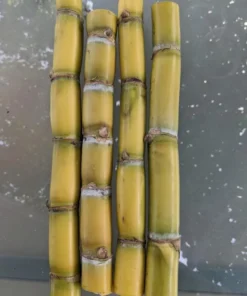Sugarcane Plant Cuttings - 20 Pcs Yellow & Purple, 1-2 Ft Long, Live Perennial Grass - Image 10