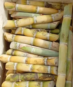 Sugarcane Plant Cuttings - 20 Pcs Yellow & Purple, 1-2 Ft Long, Live Perennial Grass - Image 2