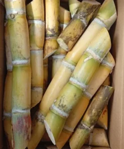 Sugarcane Plant Cuttings - 20 Pcs Yellow & Purple, 1-2 Ft Long, Live Perennial Grass - Image 4