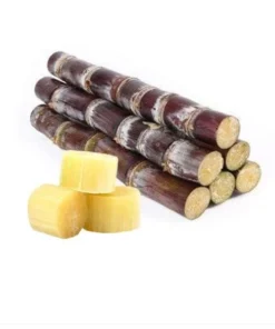 Sugarcane Plant Cuttings - 20 Pcs Yellow & Purple, 1-2 Ft Long, Live Perennial Grass - Image 5